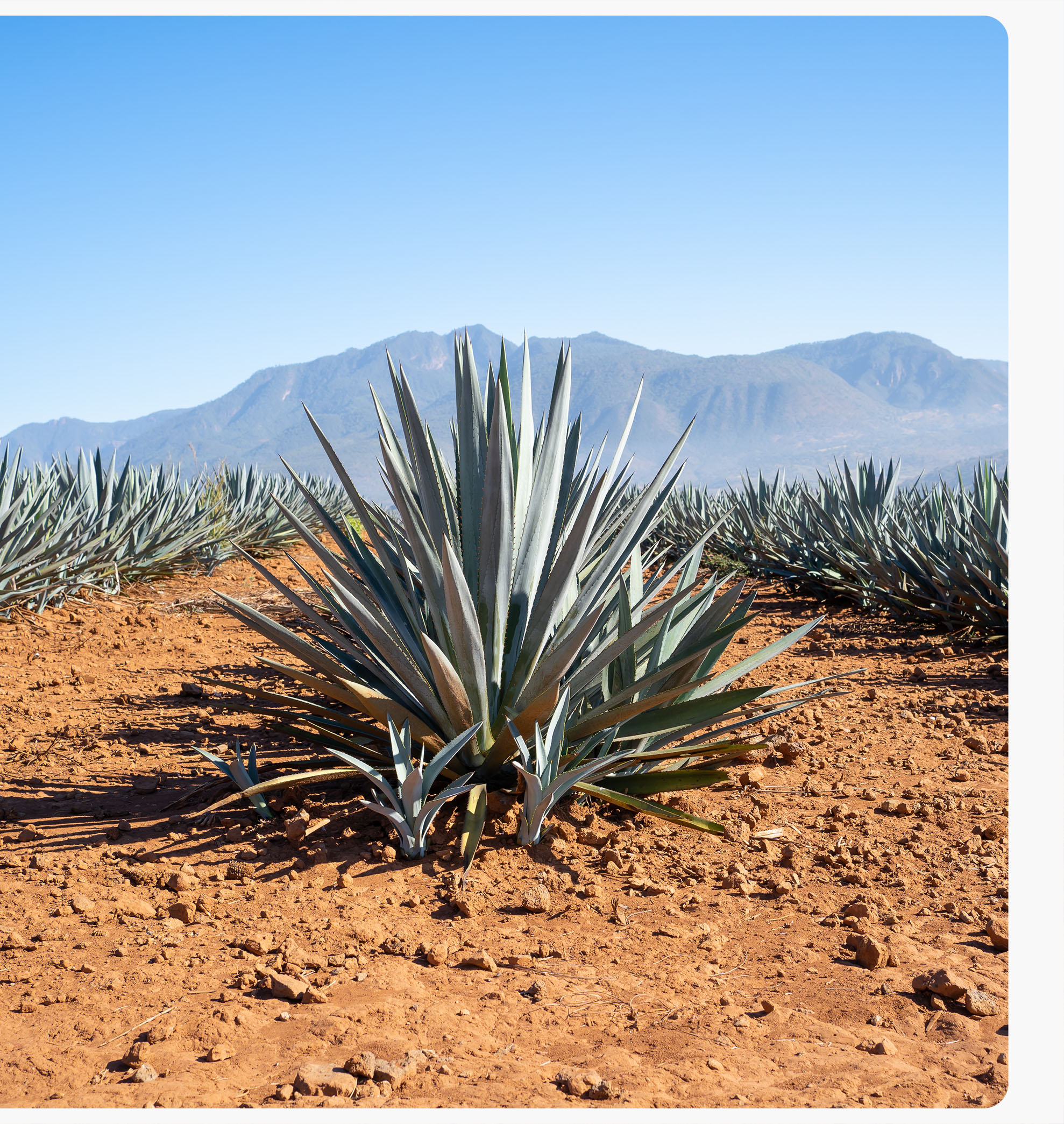 proteine ​​delle donne inulina di agave